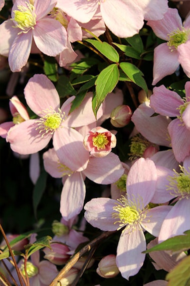 pink anemone clematis plant summerwinds california