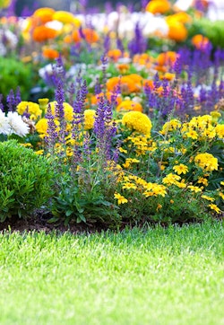 Flower Garden