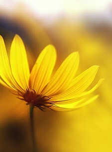 Wind Pollinates