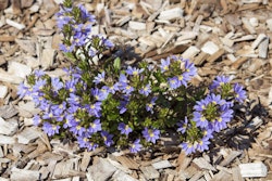 mulch
