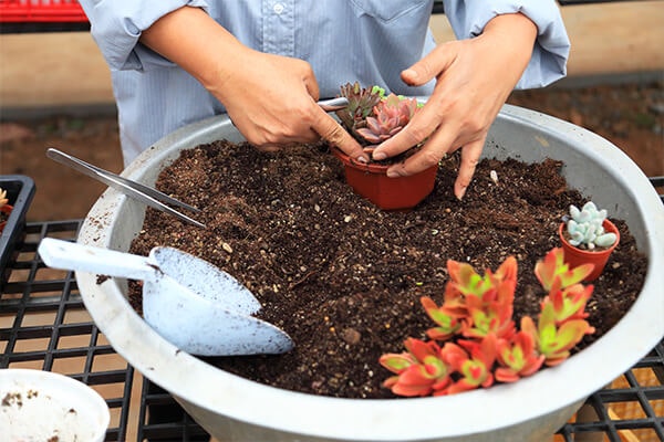 repotting succulent summerwinds, california