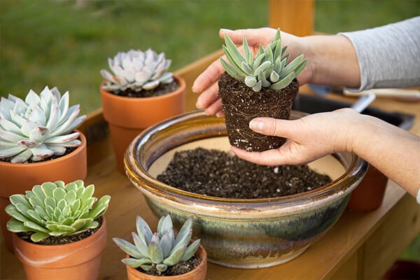 repotting succulent summerwinds, california