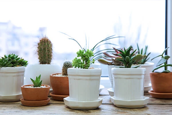 succulents on windowsill summerwinds, california