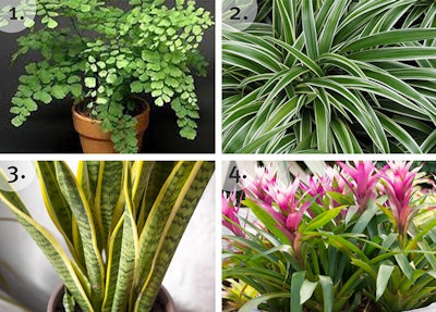 The Best Houseplants For Bedroom and Bath