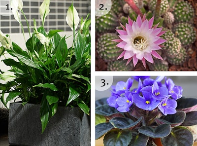 The Best Flowering Houseplants
