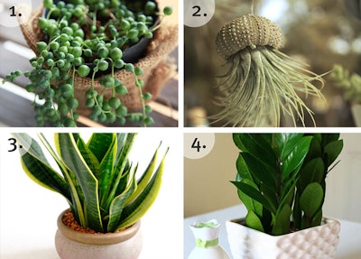 The Best Houseplants For Dorm Rooms