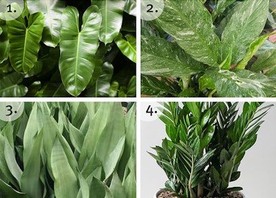 The Best Houseplants For Easy Maintenance