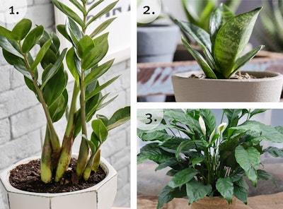 The Best Houseplants For Low Light