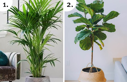 Best Houseplant Tree