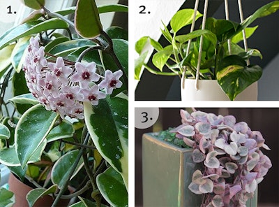 The Best Hanging Houseplants