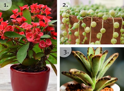 The Best Succulent Houseplants