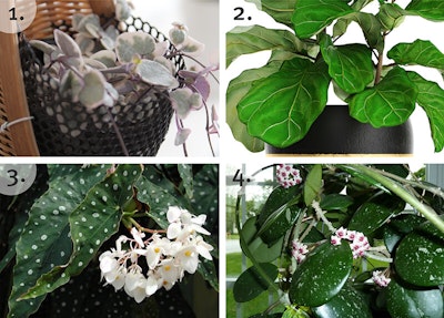 The Best Trending Houseplants