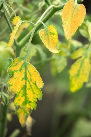 tomato plant with old yellow leaves that need pruning summerwinds california