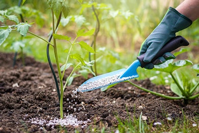 applying granulated fertilizer to tomato plant summerwinds california