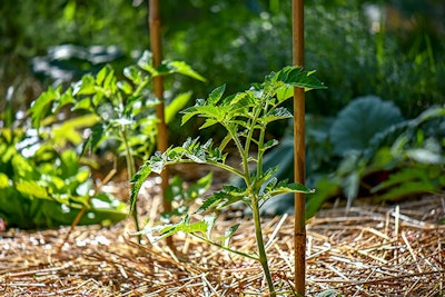 staked tomato plants with straw mulch summerwinds california