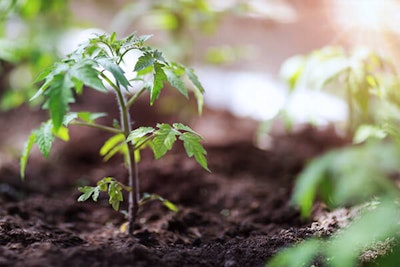 tomato plant growing in sunlight summerwinds california
