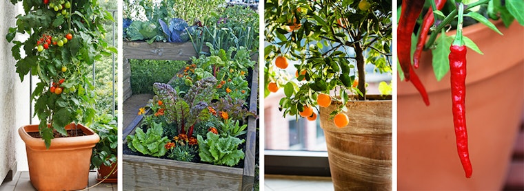 Your Trusted Garden Advisors - Urban Container Gardens