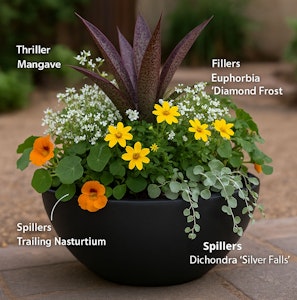 desert drama with a twist container desert drama with a twist container