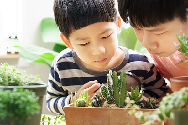 dad and son growing succulents summerwinds california