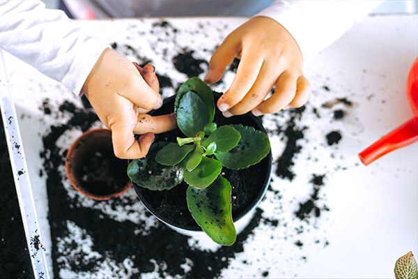 child's hands repotting houseplant from above summerwinds california