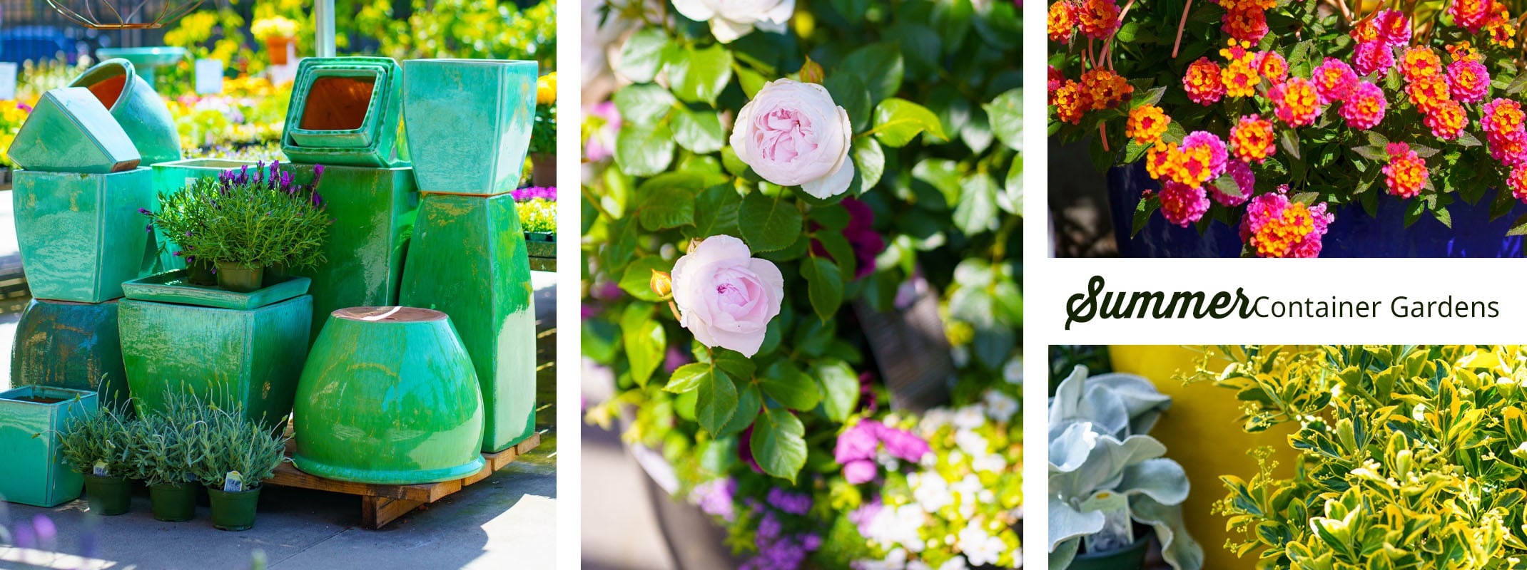 summer container gardens pottery, roses, lantana, shrubs