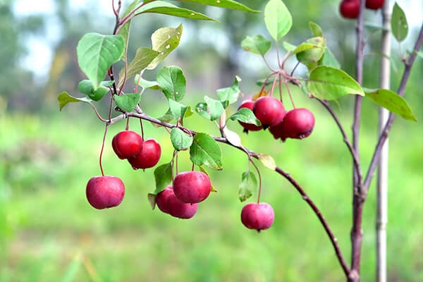 apple tree summerwinds