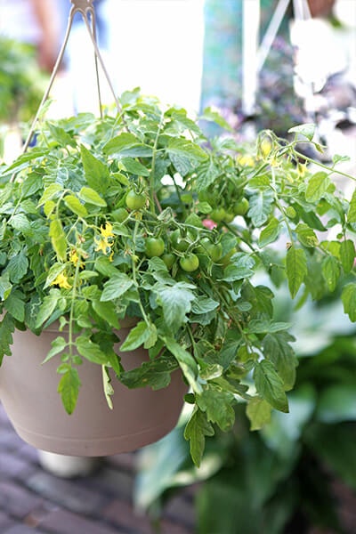 tomato basket summerwinds