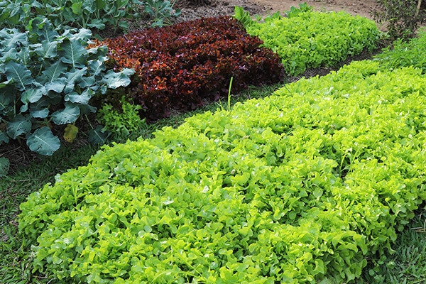 vegetables summerwinds