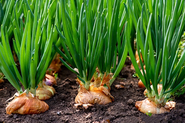 onion bulbs sprouting summerwinds california