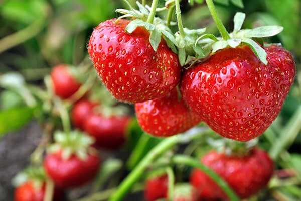 strawberry plant summerwinds california