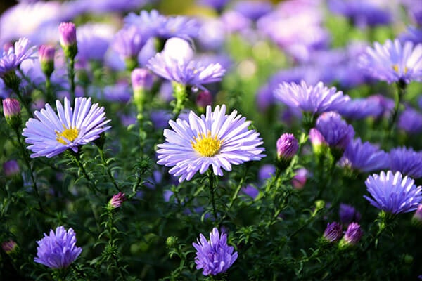 aster flowers summerwinds california