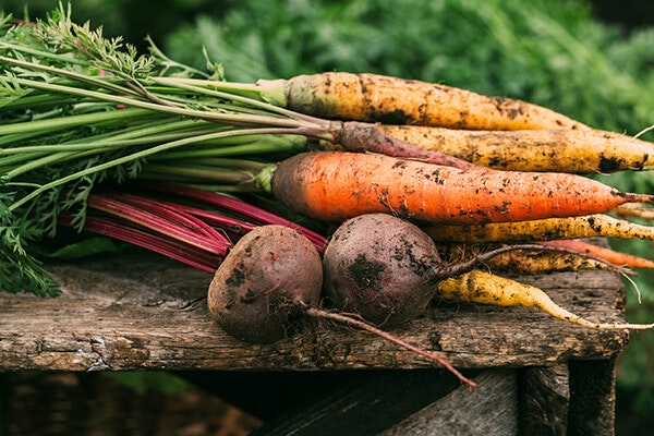 beets and carrots summerwinds california