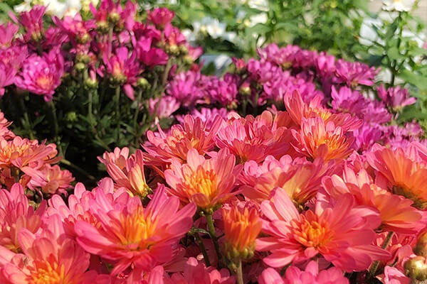 chrysanthemums summerwinds california