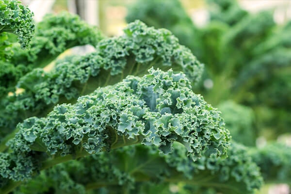 kale summerwinds california