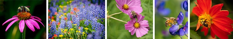 Wild Native Bees
