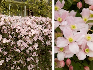 Pink Anemone Clematis