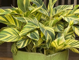 Variegated Shell Ginger