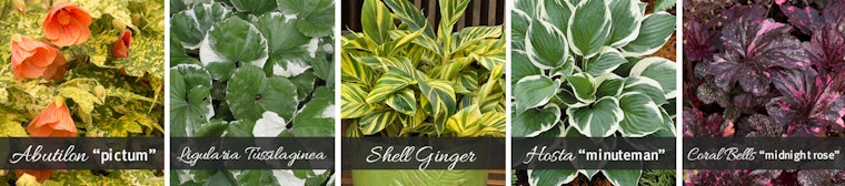 Variegated