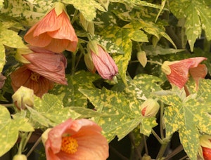 Thompson's Flowering Maple