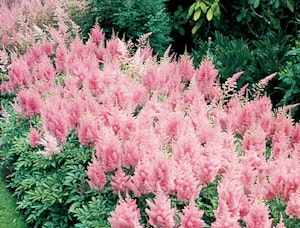 Inshriach Pink Astilbe