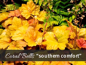 Southern Comfort Coral Bells
