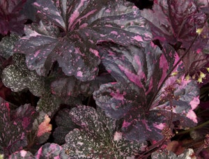 Midnight Rose Coral Bells