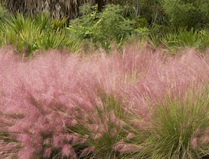 Regal Mist® Pink Muhly Grass