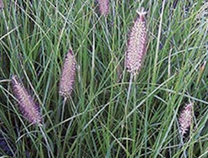 Giant Fountain Grass