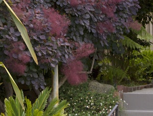 Royal Purple Smoke Tree