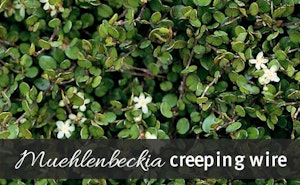 Muehlenbeckia axillaris