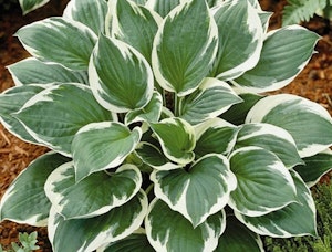Minuteman Plantain Lily