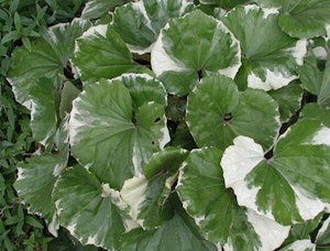 Ligularia Tussilaginea “Argentea” (variegata)