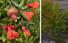 Ornamental Pomegranate