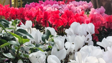 Cyclamen